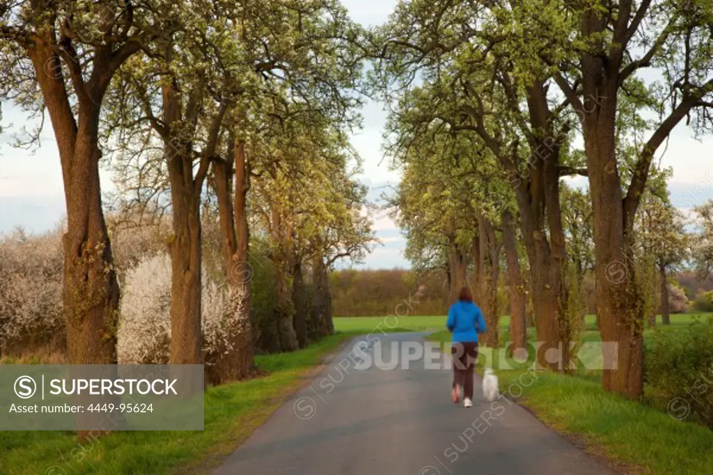 Woman with dog running through an alley of pears, Muensterland, North Rhine-Westphalia, Germany, Europe
