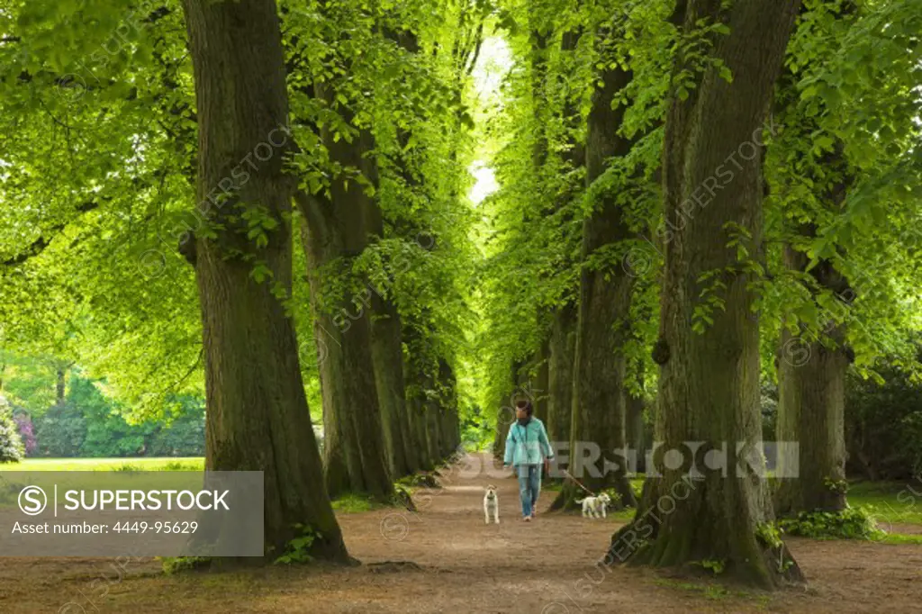 Woman walking with two dogs in an alley of lime trees, Hamburg, Germany, Europe