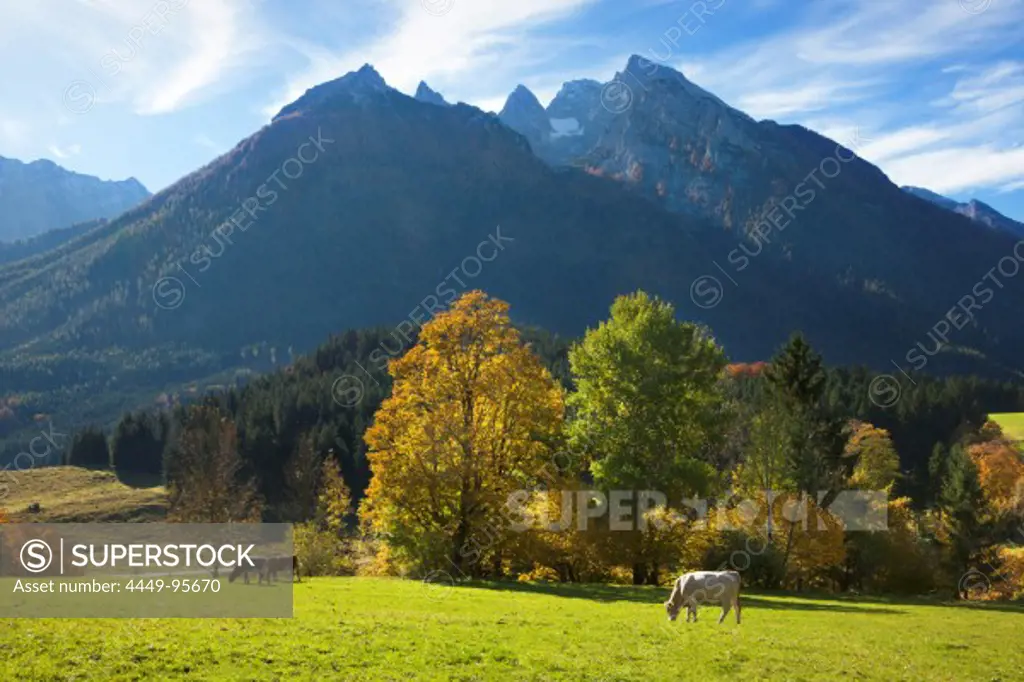 Cattle out at feed near Ramsau, view onto Hochkalter, Berchtesgaden region, Berchtesgaden National Park, Upper Bavaria, Germany, Europe