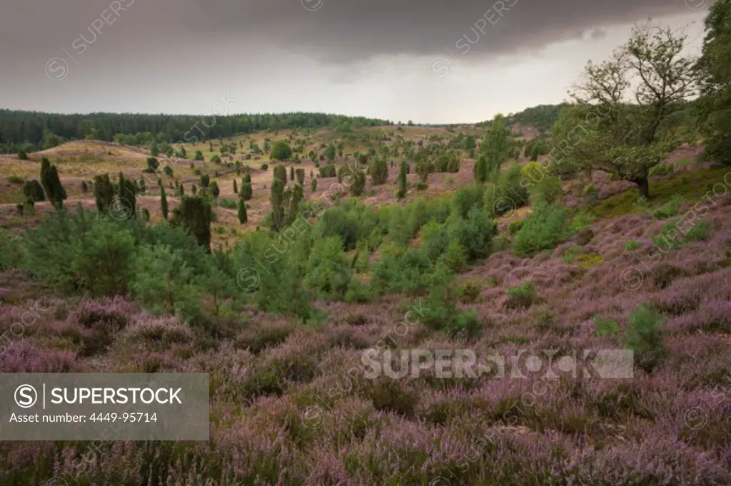 Juniper and blooming heather, Totengrund, Lueneburg Heath, Lower Saxony, Germany, Europe