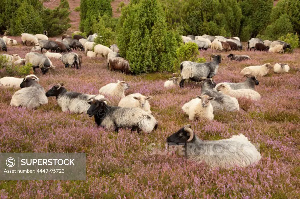 Sheep at Lueneburger Heide, Lueneburg Heath, Lower Saxony, Germany, Europe