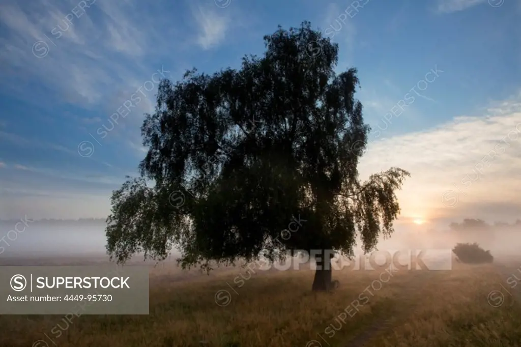 Birch and blooming heather in the morning mist, Lueneburg Heath, Lower Saxony, Germany, Europe