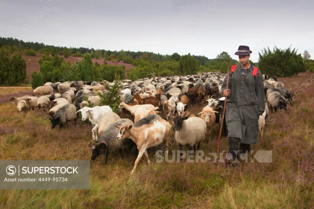 Shepherd with flock of sheep at Lueneburg Heath, Lower Saxony, Germany, Europe