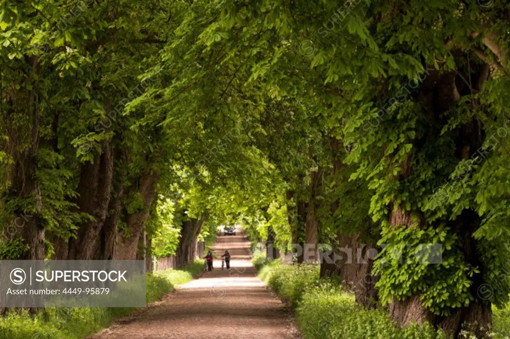 Alley of trees near Lancken-Granitz, Isle of Ruegen, Mecklenburg-Western Pommerania, Germany, Europe