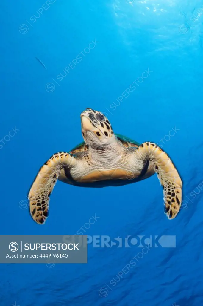 Hawksbill Sea Turtle, Eretmochelys imbricata, Elphinstone, Red Sea, Egypt