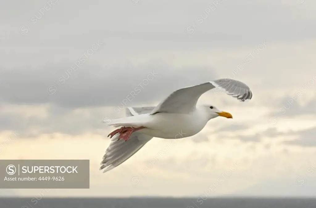 Flying Seagull, Vancouver Island, Canada