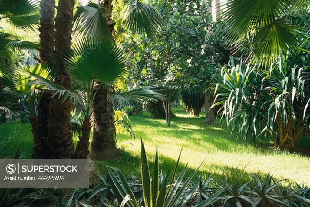 The deserted botanic garden Jardin Majorelle, Marrakech, Marocco, Africa