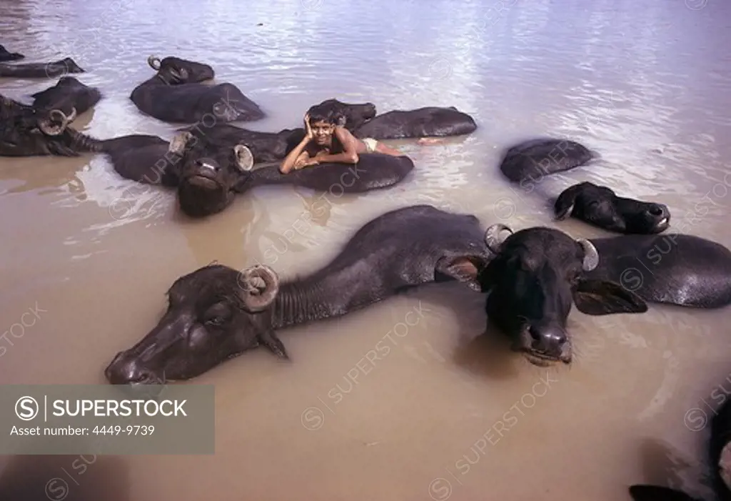 Boy swimming with water buffalos, Ma Oya River, Pinnawela, Sri Lanka