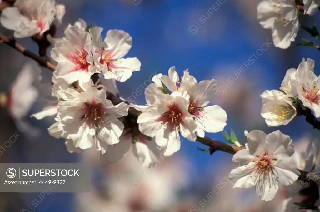 Almond blossom in the sunlight, Valle dei Templi, Agrigento, Sicily, Italy, Europe