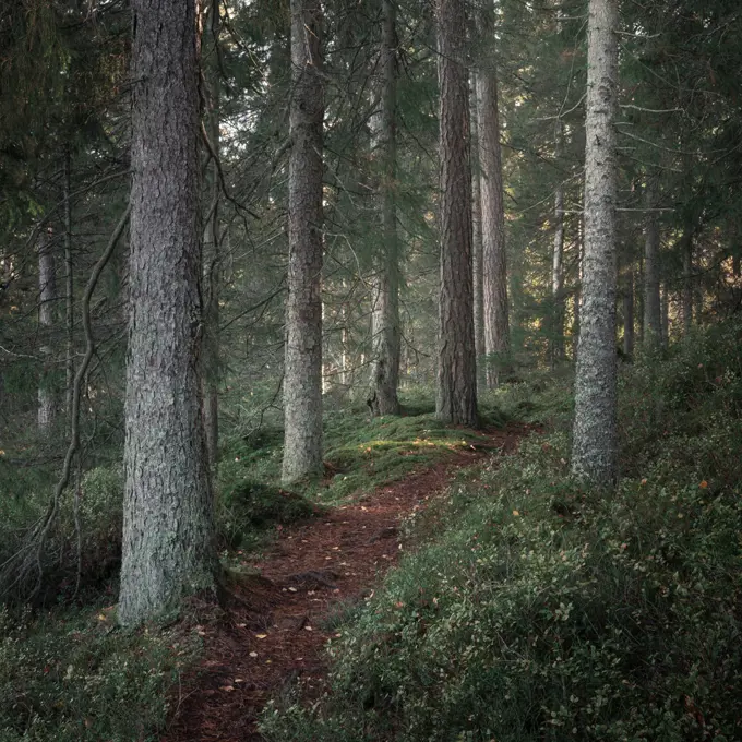 Hiking trail through forest of Tiveden National Park in Sweden