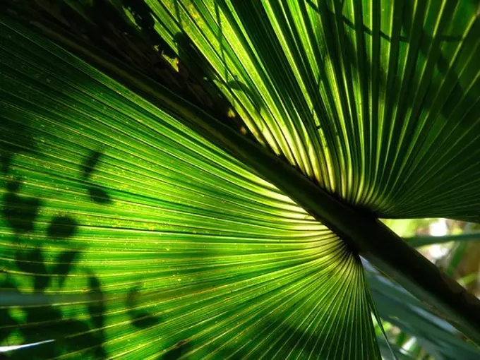 Big Leaf, Everglades, Florida, America