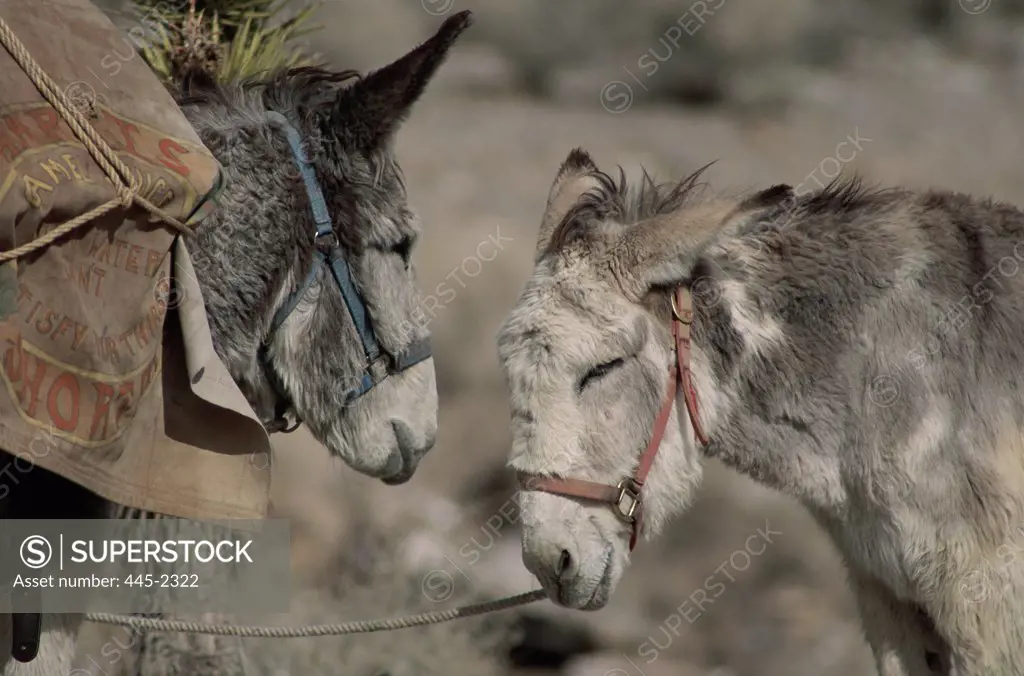 Two Donkeys face to face, Rhyolite, Nevada, USA