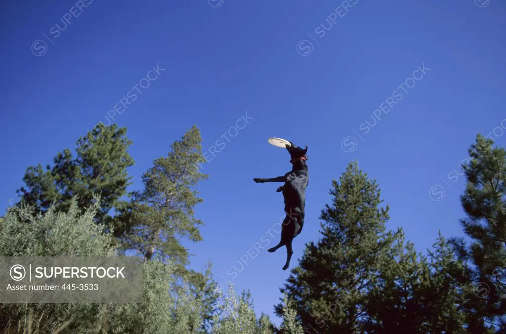 Dog catching a frisbee in mid-air, Sierra Nevada Mountains, California, USA