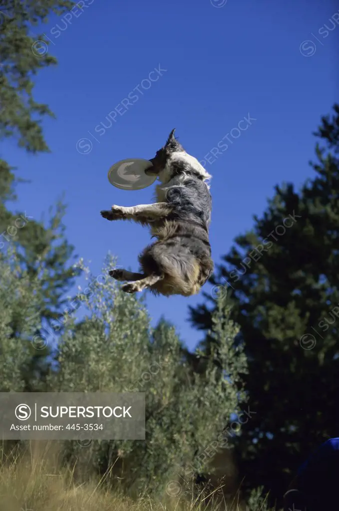 Dog catching a frisbee in mid-air, Sierra Nevada Mountains, California, USA