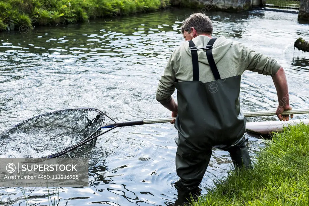 Man wearing waders standing in a river, holding large fish net with trout.  - SuperStock