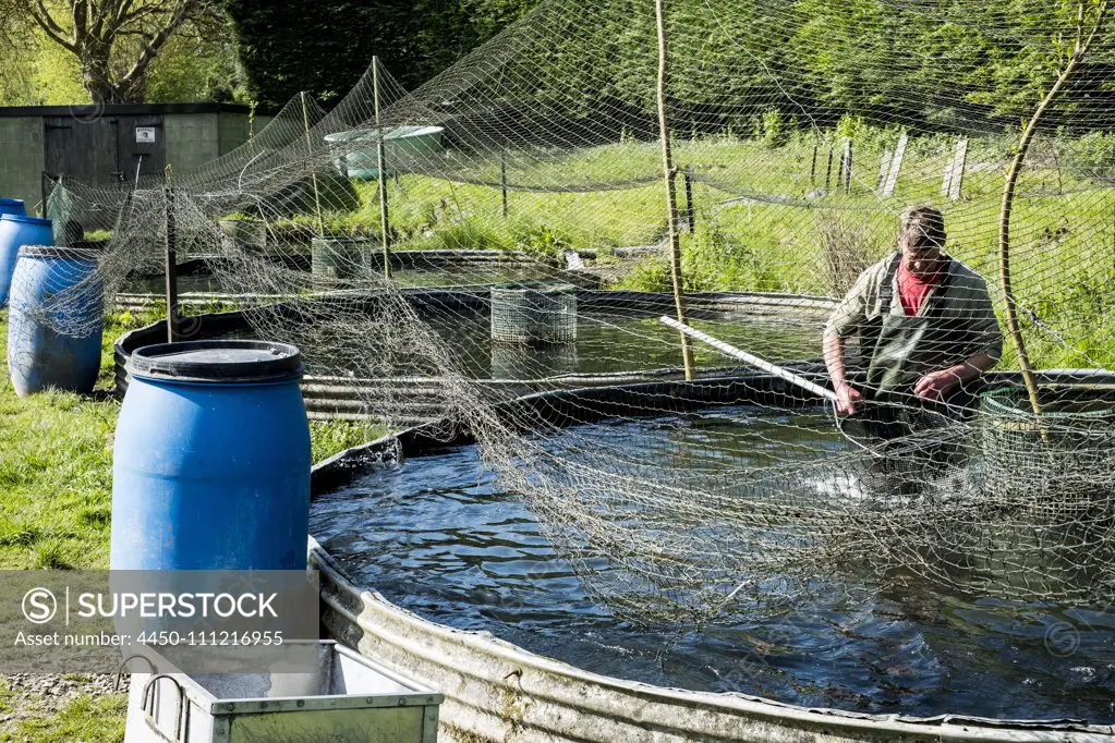 High angle view of man wearing waders working at a water tank at a fish farm raising trout., holding fish net.