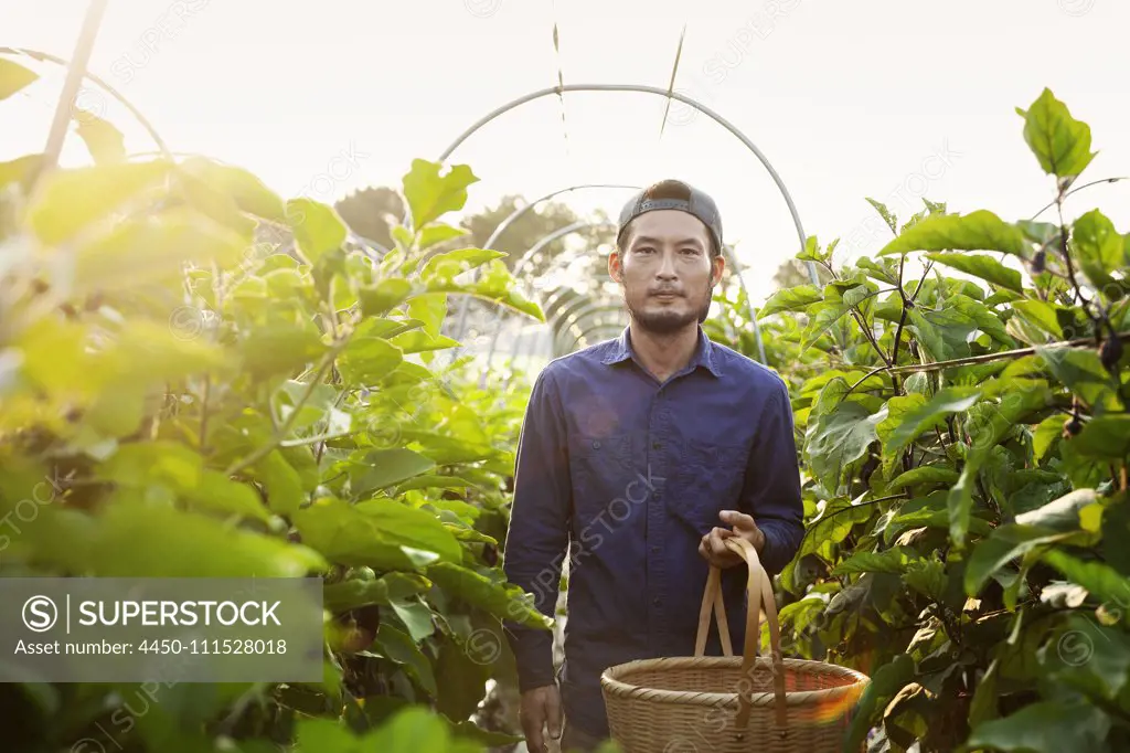 Japanese man wearing cap standing in vegetable field, holding basket, looking at camera.