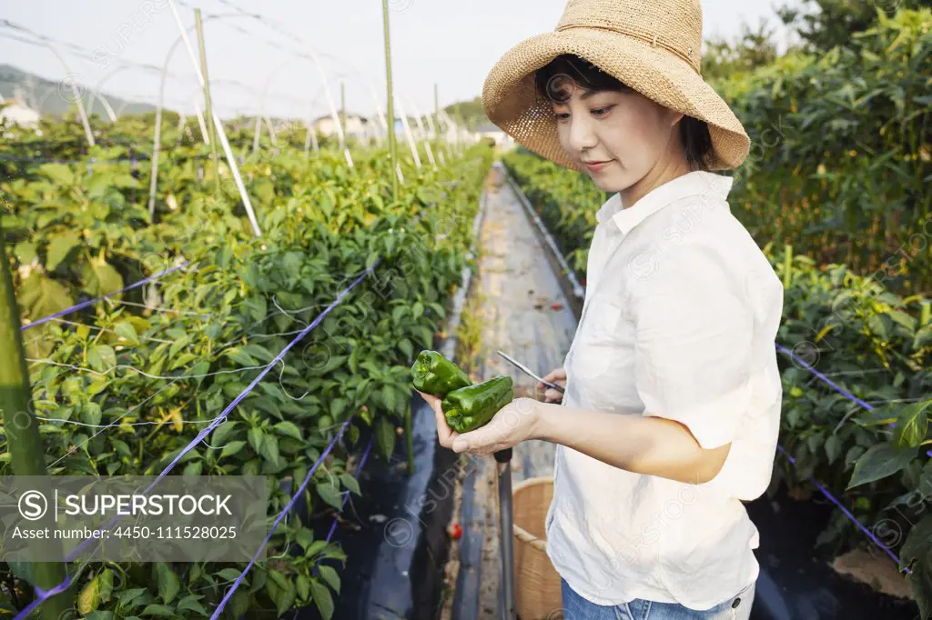 Japanese woman wearing hat standing in vegetable field, picking fresh peppers.