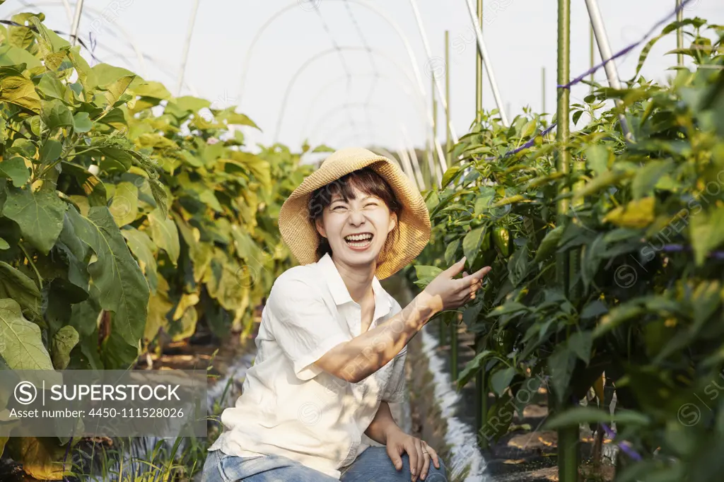 Japanese woman wearing hat standing in vegetable field, picking fresh peppers, smiling at camera.