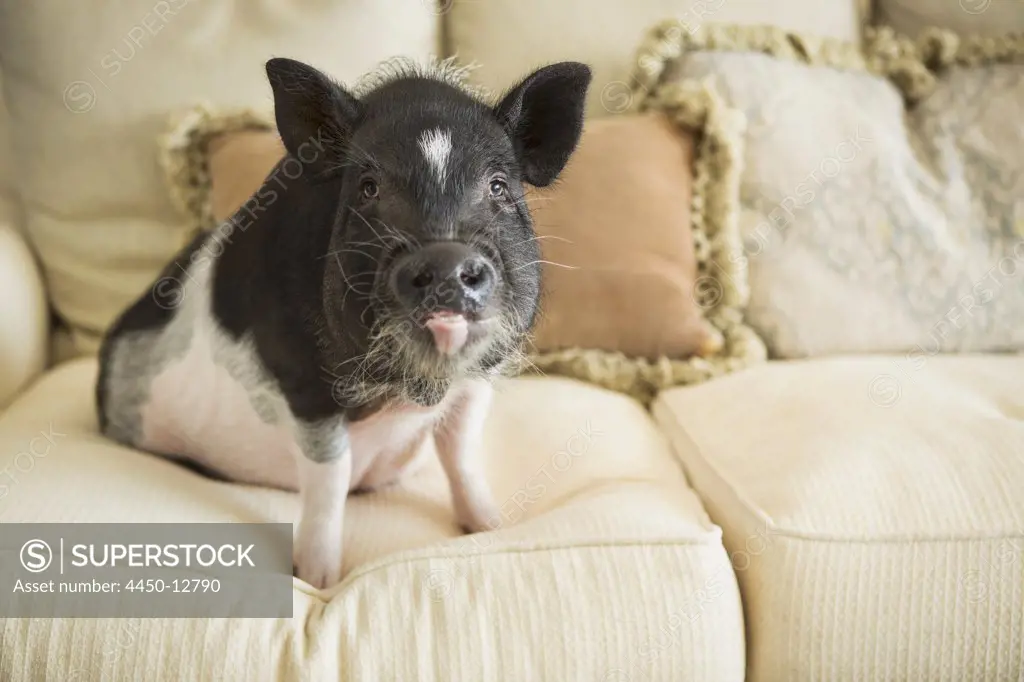 A pot bellied pig sitting on the cushions of a sofa in an elegant mansion. 17/06/2013