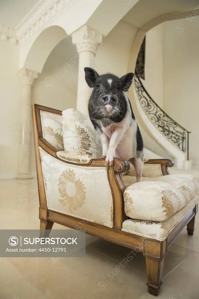 A miniature pot bellied pig sitting on his haunches on an antique chair with thick cushions, in a large elegantly furnished mansion in Texas. 17/06/2013