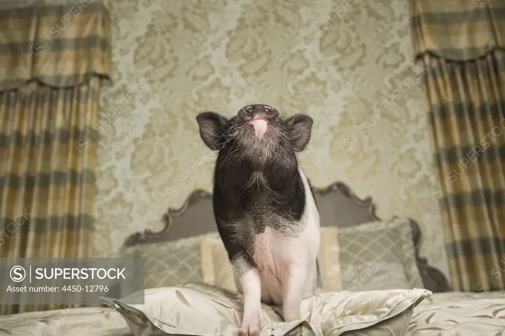 A pot bellied pig on a large bed with carved headboard and pillows, in a large mansion, an elegant home. A domestic pet. 17/06/2013