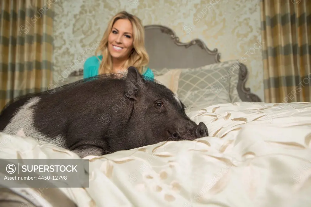 A pot bellied pig lying on a large bed with carved headboard and pillows, in a large mansion, beside the owner, a woman with blonde hair. 17/06/2013