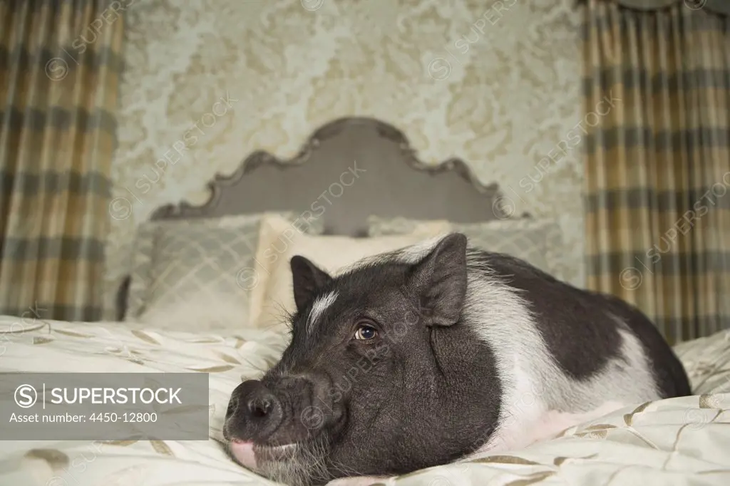 A pot bellied pig on a large bed with carved headboard and pillows, in a large mansion, an elegant home. A domestic pet. 17/06/2013
