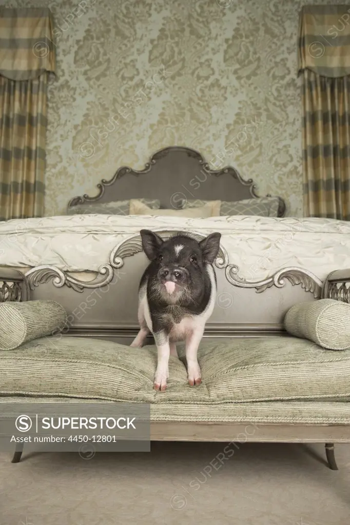 A pot bellied pig standing on a low table in a master bedroom, in front of a large bed with fluffy covers and carved headboard. 17/06/2013