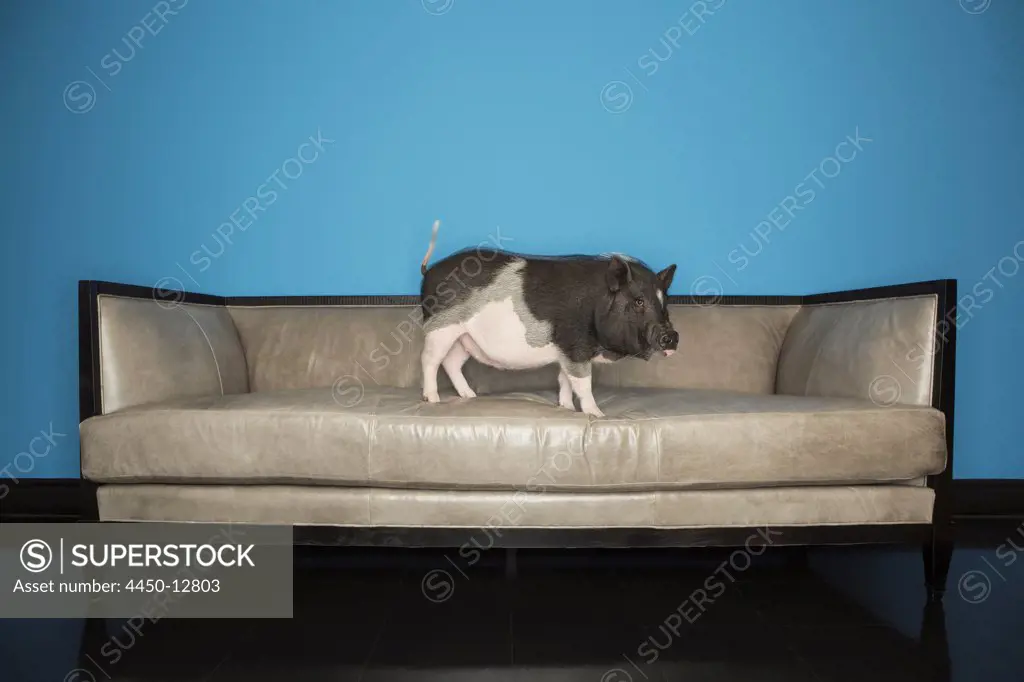 A black and white pot bellied pig standing on  sofa, in a domestic home.  17/06/2013