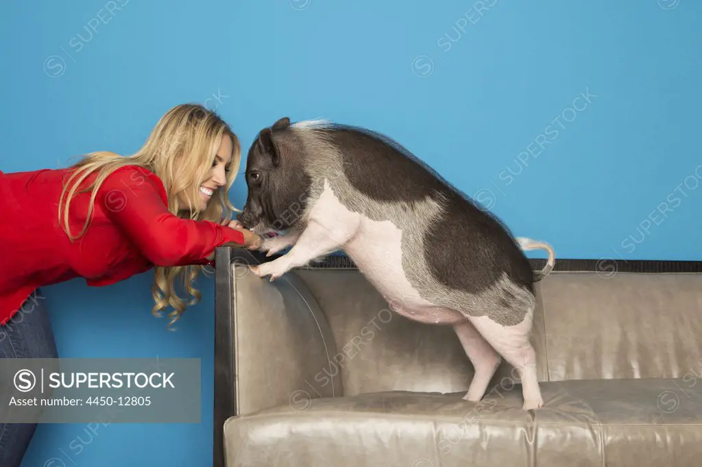 A woman in a red shirt with her pet, a domesticated pot bellied pig, standing on a sofa against a turquoise wall. 17/06/2013