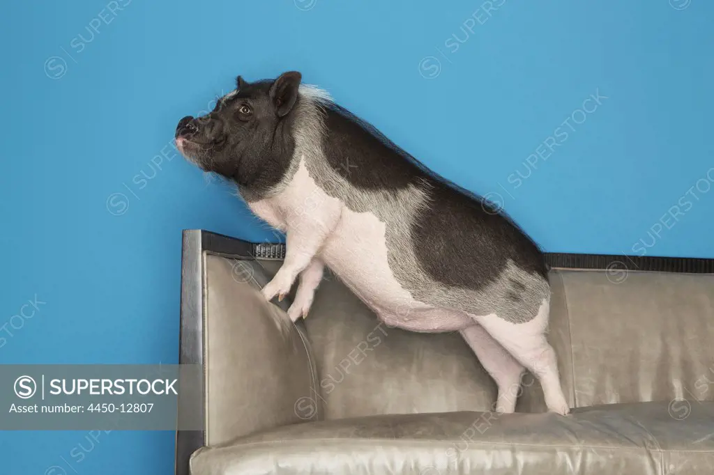 A black and white pot bellied pig standing on a  sofa, in a domestic home.  17/06/2013
