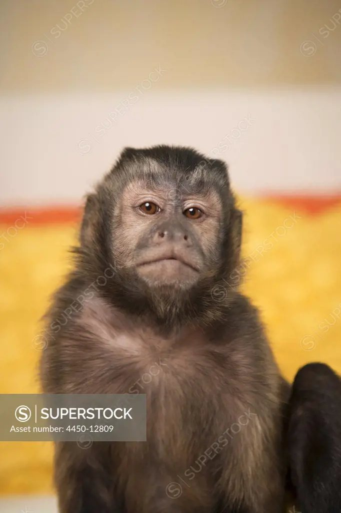A capuchin monkey seated on a bed in a bedroom.  August 10, 2013