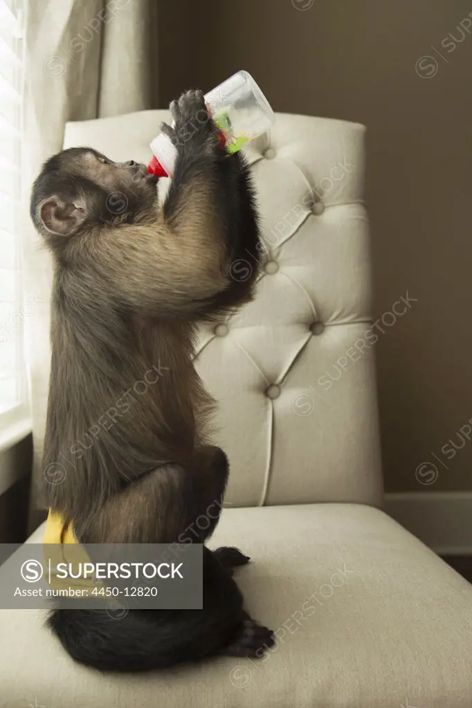 A capuchin monkey in a bedroom seated on a chair, drinking from a bottle. August 10, 2013