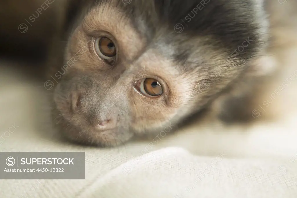 A capuchin monkey in a bedroom, lying on an upholstered chair, looking forlorn.  August 10, 2013