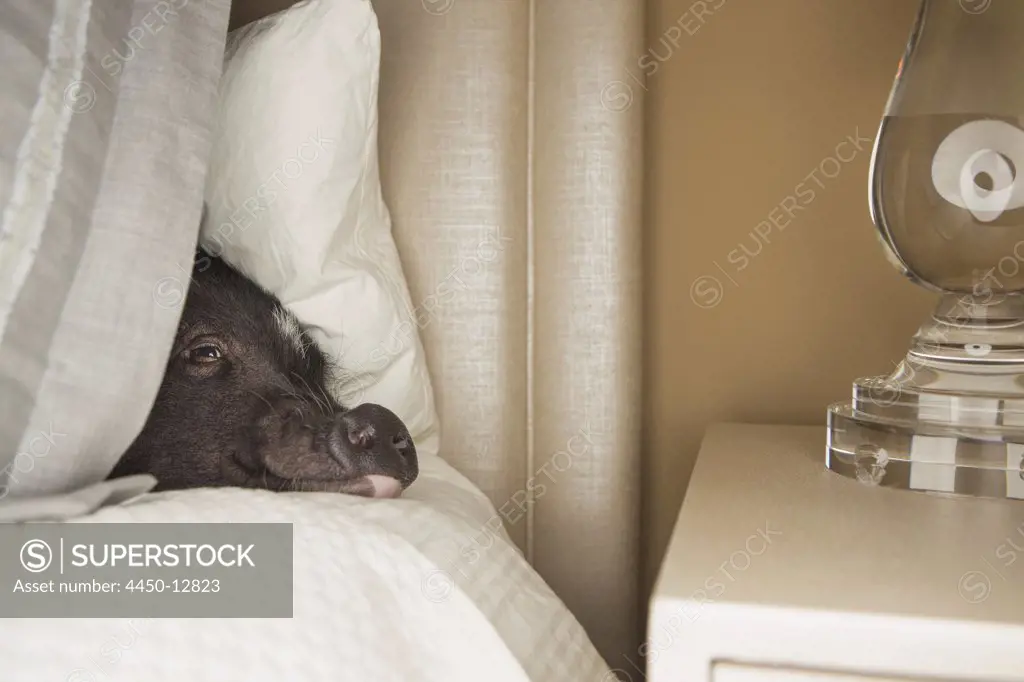 A mini pot bellied pig lying under the covers of a bed.19/09/2013