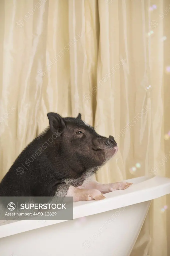 A mini pot bellied pig in a bathtub, looking through the shower curtain. 19/09/2013