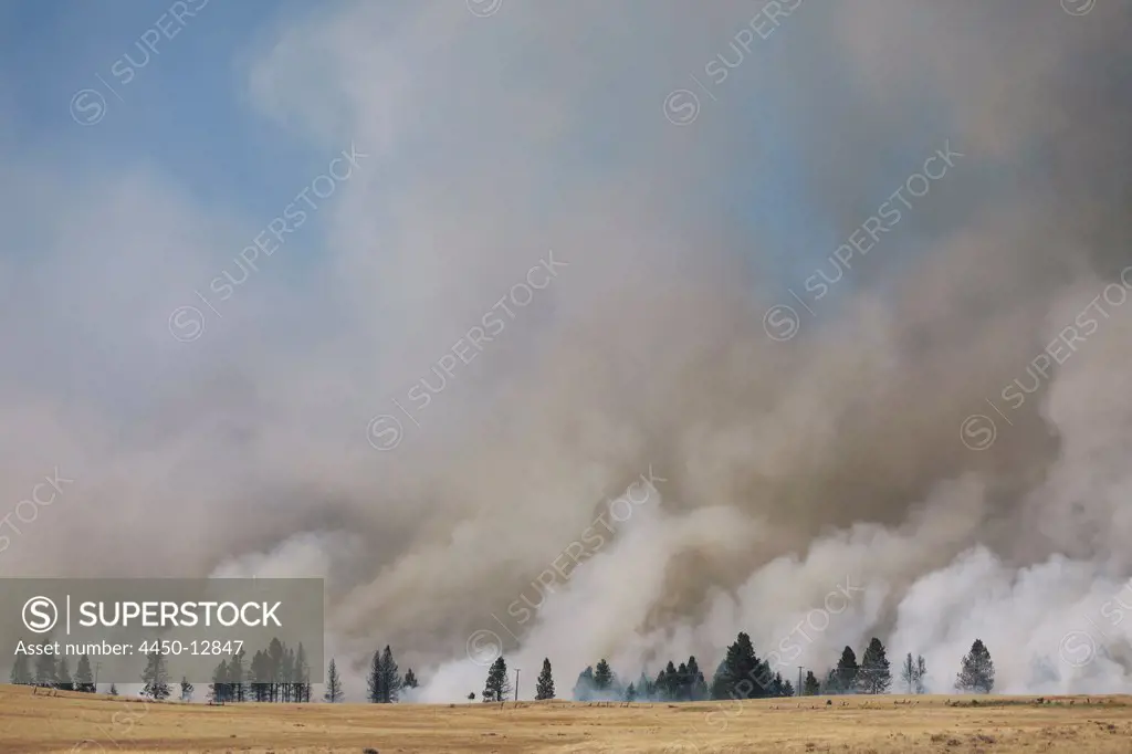 A large forest fire near Ellensburg in Kittitas county. Smoke rising above trees. 14/08/2012