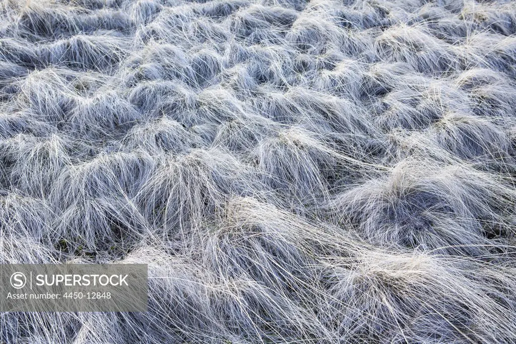 Frost covered wild grasses in the John Day Fossil Beds in Oregon. White covering on each strand of grass. 13/02/2006