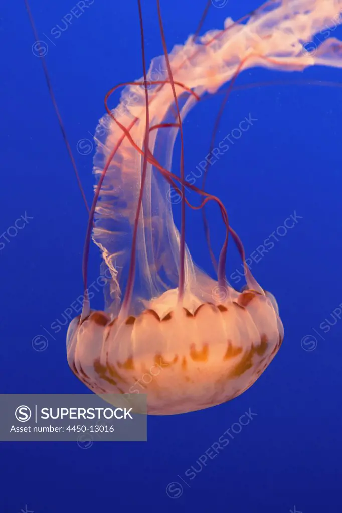 Sea nettle jellyfish, Chrysaora fuscescens scyphozoa, in a water tank, underwater, with long tentacles. August 12, 2012