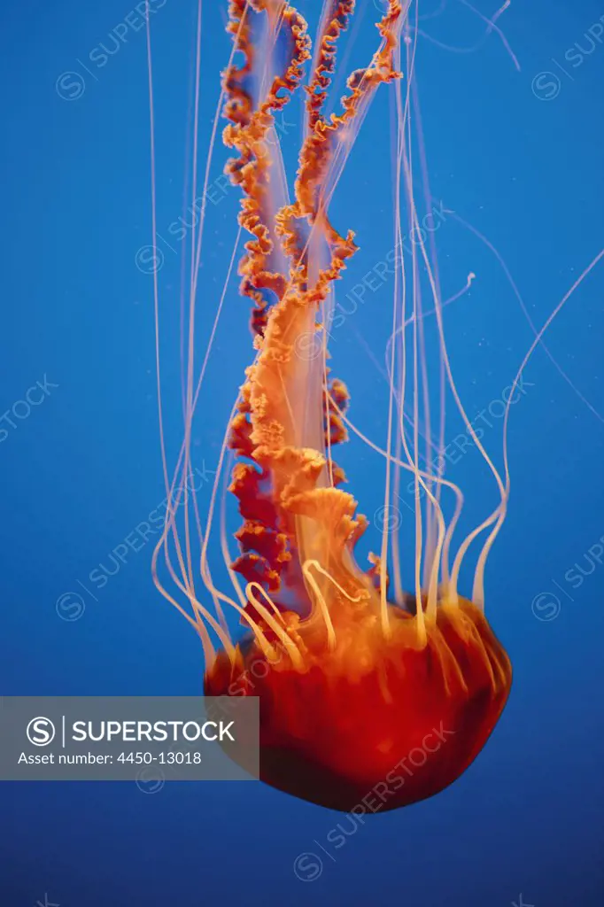 Black sea nettle jellyfish, Chrysaora fuscescens,scyphozoa, underwater in the Monterey Bay Aquarium. August 12, 2012