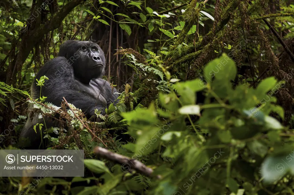 Mountain gorilla, Volcanoes National Park, Rwanda. November 1, 2012