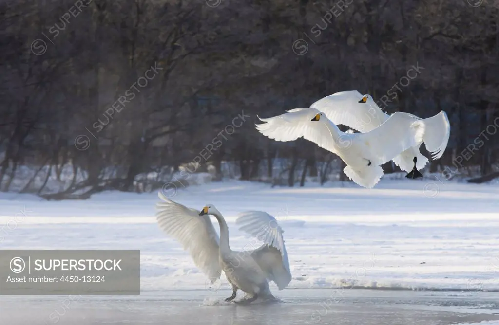 Whooper swans, Hokkaido, Japan. 15/02/2011