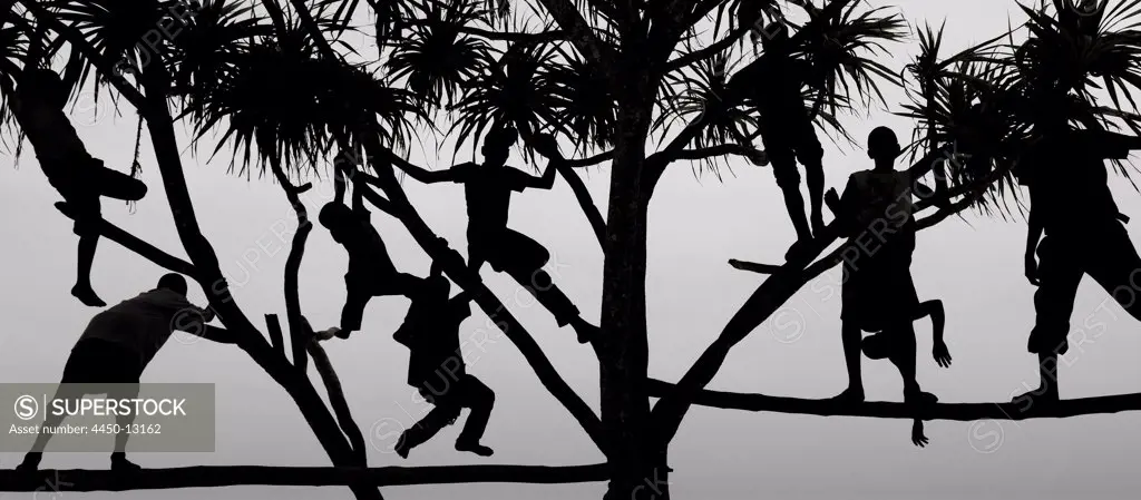 Children playing in a tree in Zanzibar, silhouetted against the sky.15/01/2012