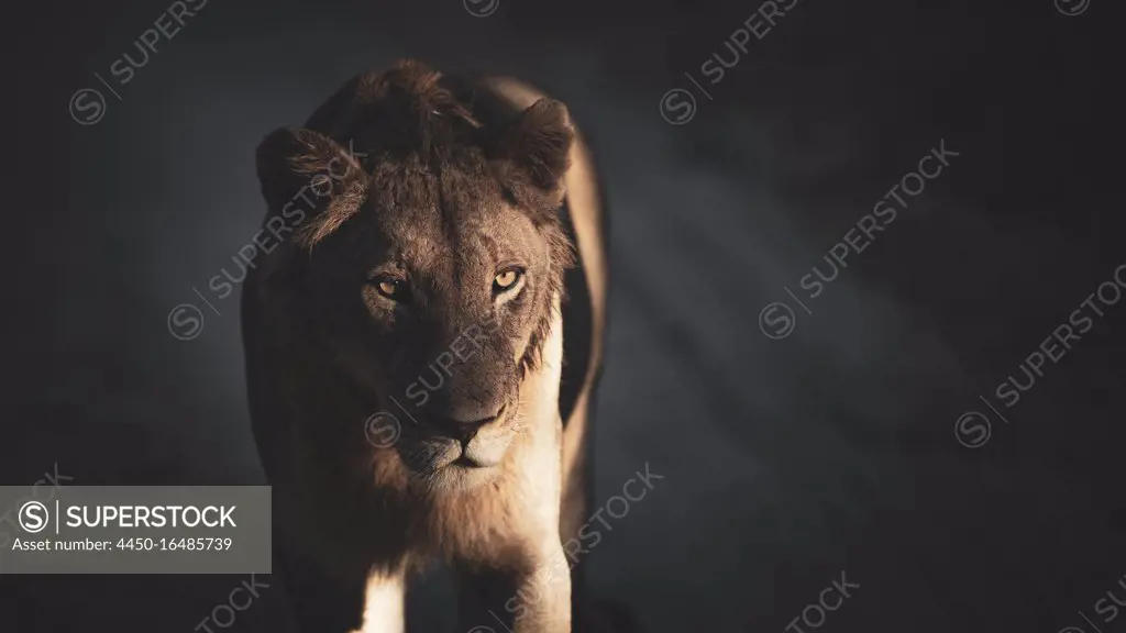 A lioness, Panthera leo, stands in dappled light and shadow