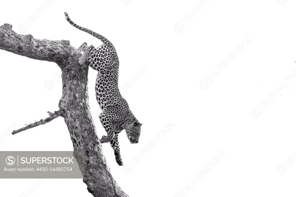A leopard, Panthera pardus, climbs down a tree branch, black and white, whited out background