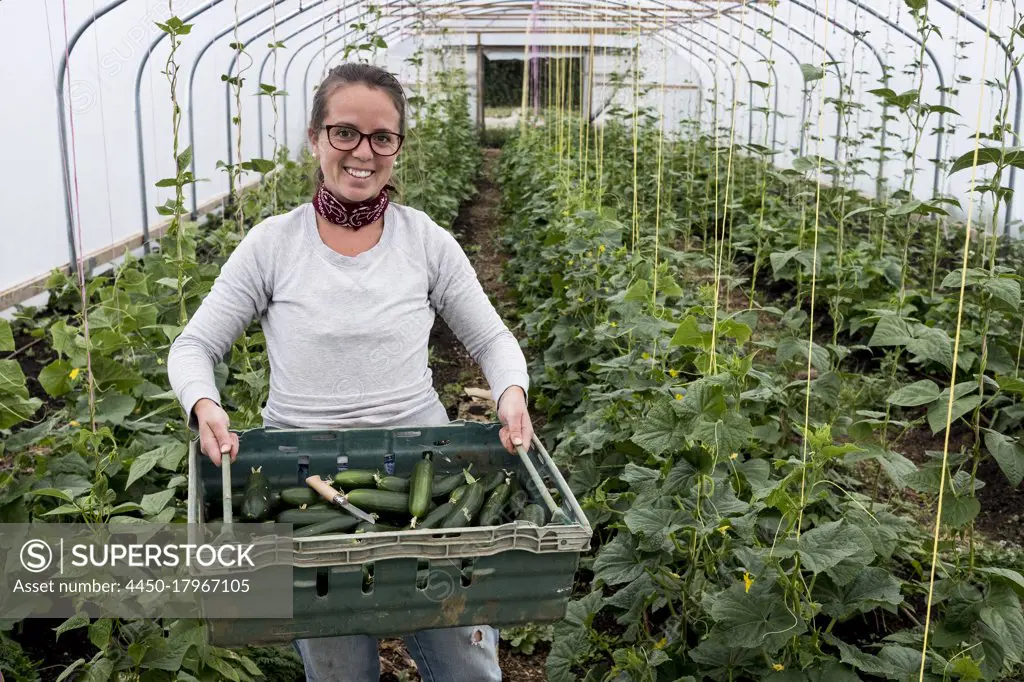 Woman standing in a poly tunnel, holding crate with freshly picked courgettes.