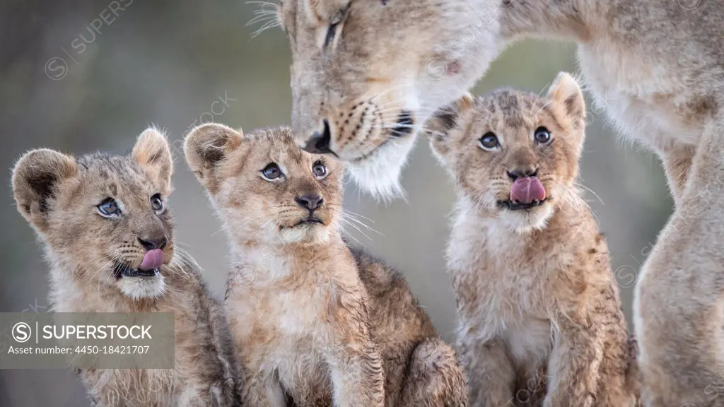 Lion cubs, Panthera leo, sit together and look up at their mother