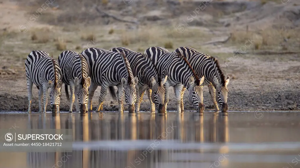 Herd of zebra, Equus quagga, drink togetehr at waterhole