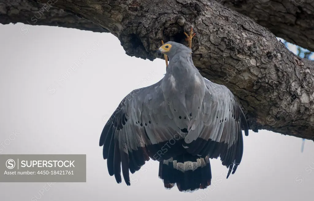 An African harrier-hawk, Polyboroides typus, clings to a tree and hangs upside down